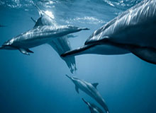 多多28-疑似LOGO男电话录音被曝光 快艇违规招募被坐实？